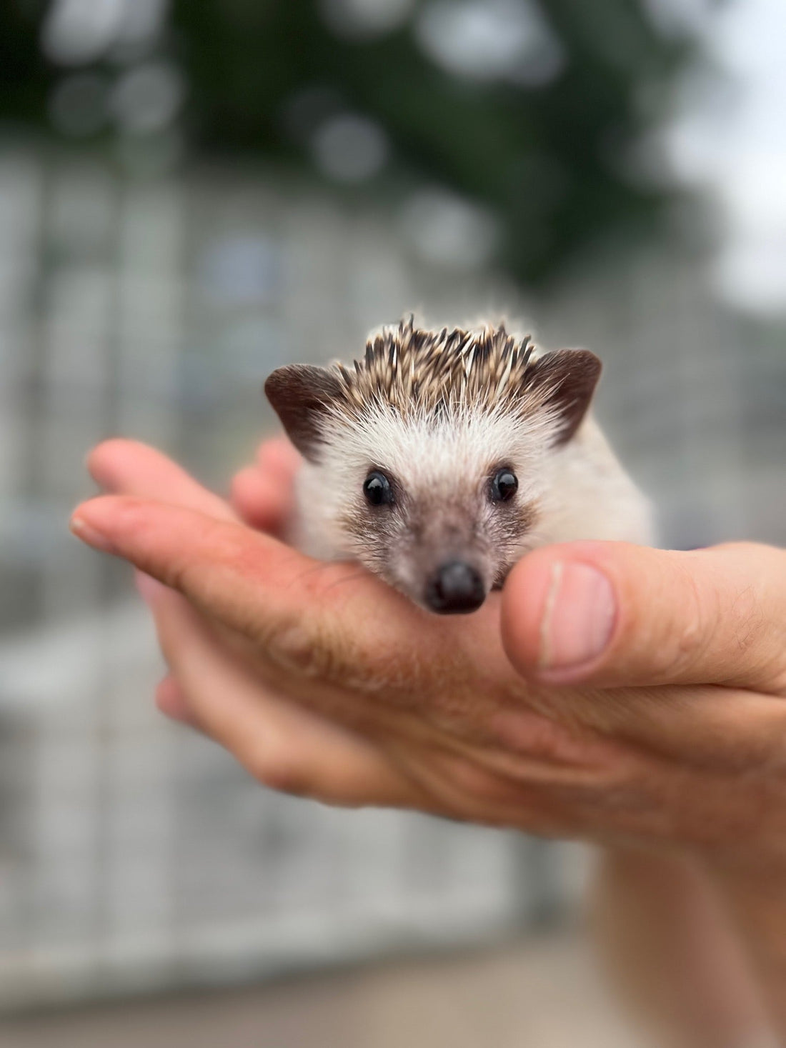 African pygmy hedgehog